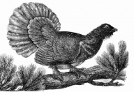 Greater capercaillie